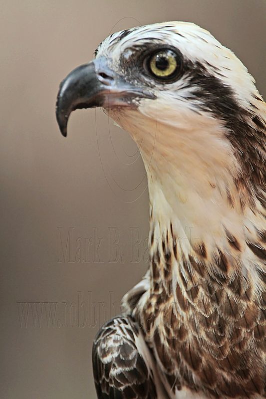 _MG_0813 Eastern Osprey.jpg