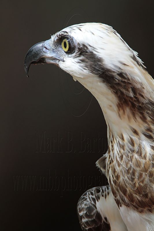 _MG_0820 Eastern Osprey.jpg