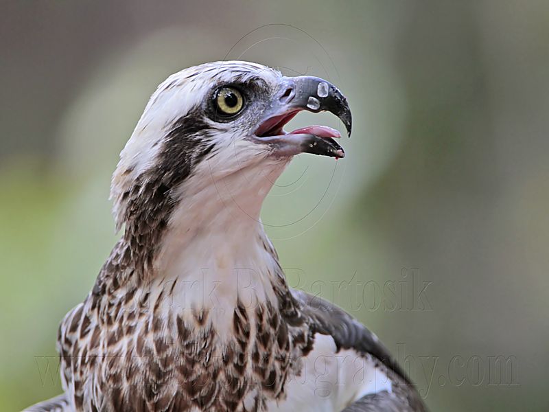 _MG_1060 Eastern Osprey.jpg