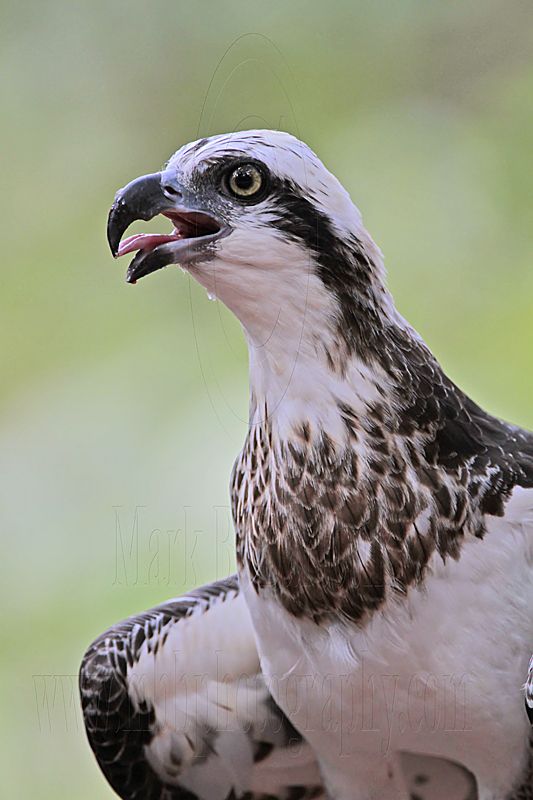 _MG_1101 Eastern Osprey.jpg