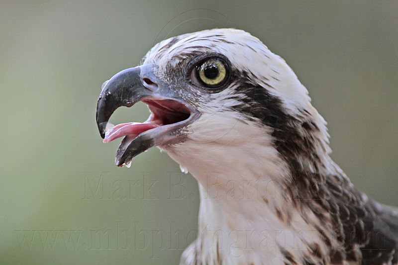 _MG_1160 Eastern Osprey.jpg