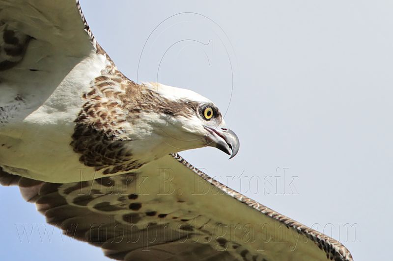 _MG_2810 Eastern Osprey.jpg