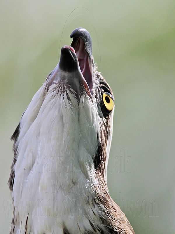 _MG_3102 Eastern Osprey.jpg