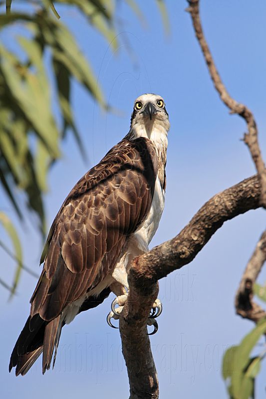 _MG_5055 Eastern Osprey.jpg