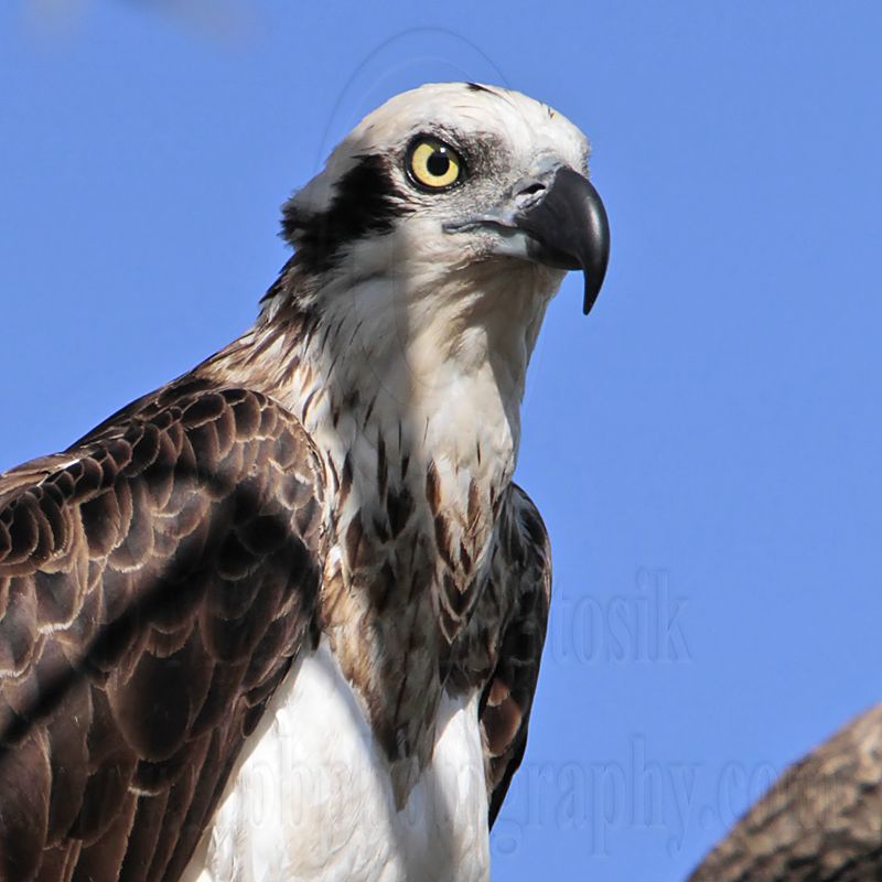 _MG_5142 Eastern Osprey.jpg