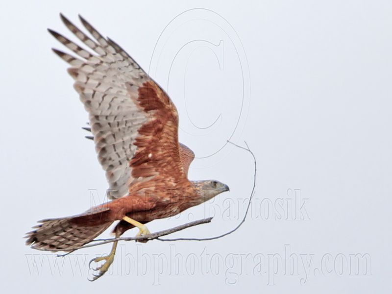 _MG_0035 Red Goshawk female.jpg