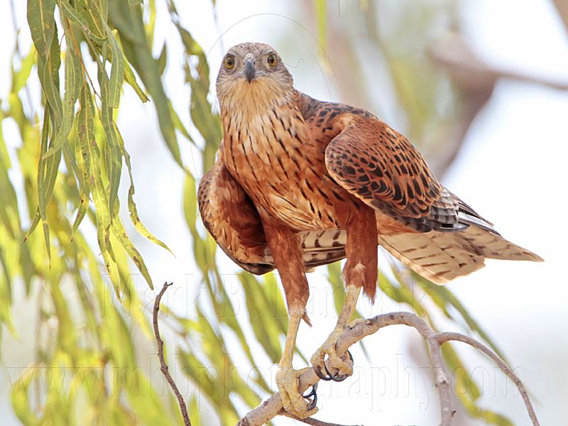 _MG_0204 Red Goshawk female.jpg