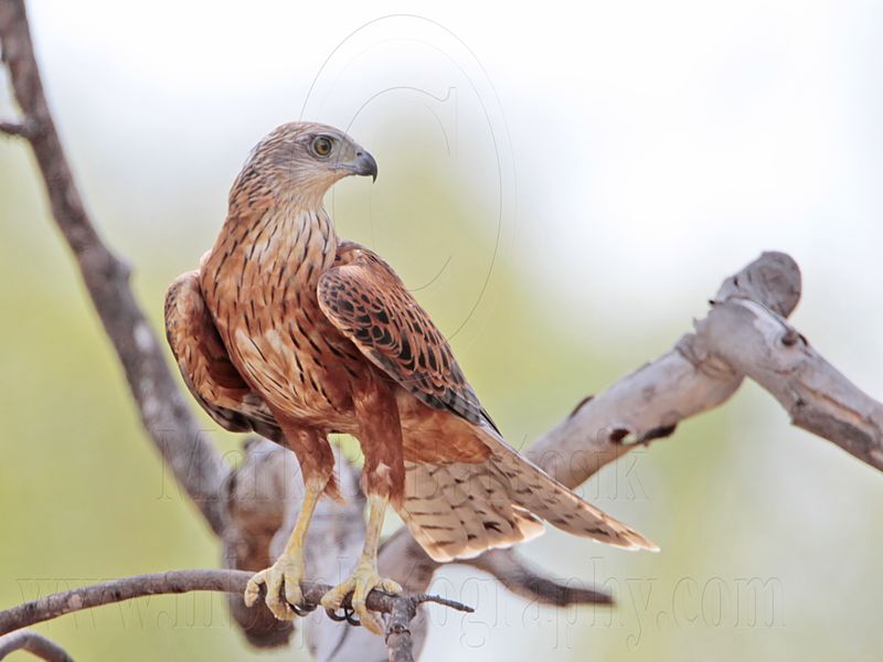 _MG_0297 Red Goshawk female.jpg