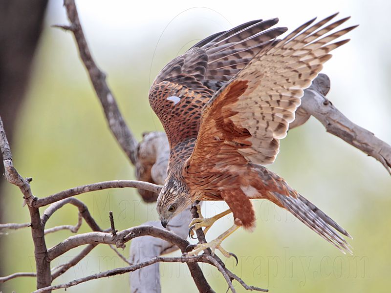 _MG_0324 Red Goshawk female.jpg