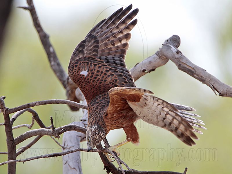 _MG_0331 Red Goshawk female.jpg