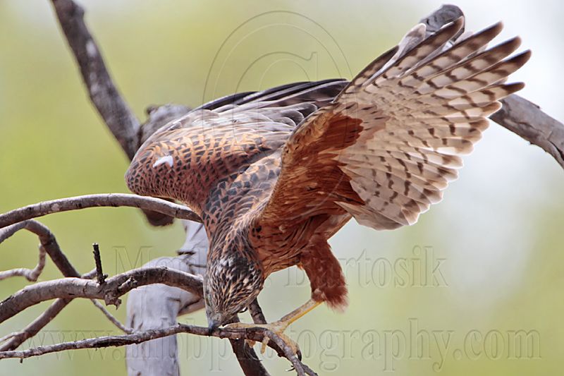 _MG_0357 Red Goshawk female.jpg