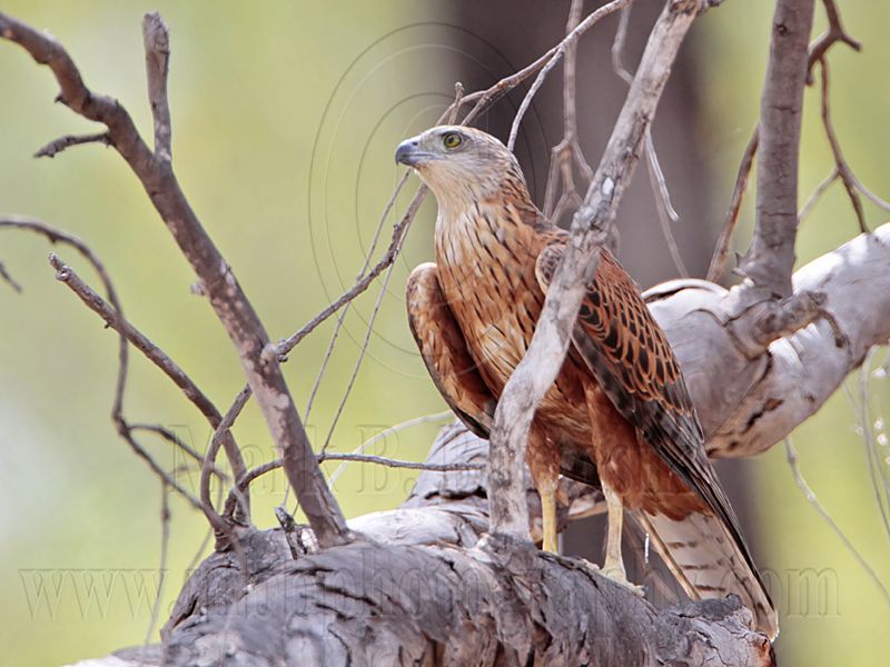 _MG_0479 Red Goshawk female.jpg