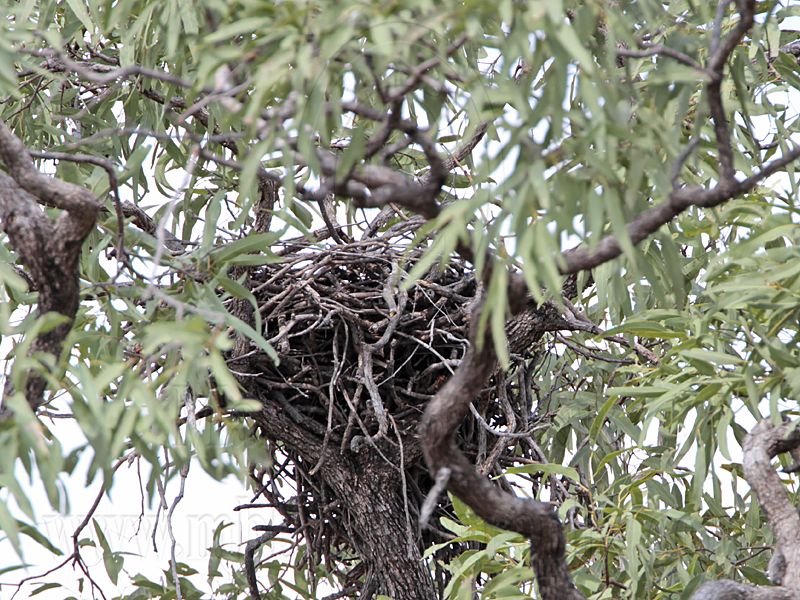_MG_0517 Red Goshawk nest.jpg