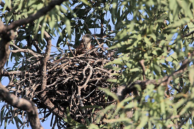 _MG_1351 Red Goshawk female.jpg