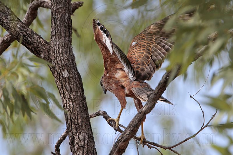 _MG_9715 Red Goshawk female.jpg
