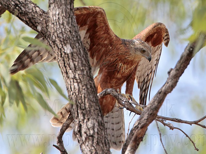 _MG_9753 Red Goshawk female.jpg