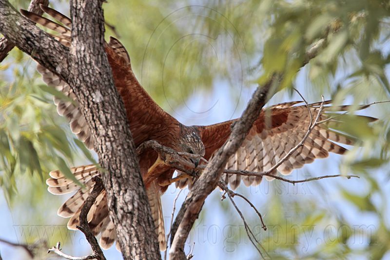 _MG_9769 Red Goshawk female.jpg