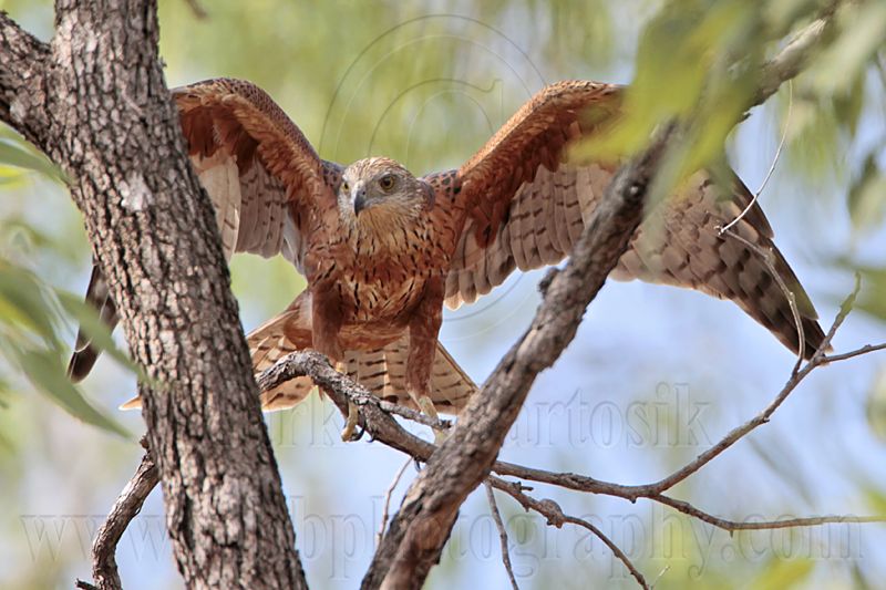 _MG_9780 Red Goshawk female.jpg