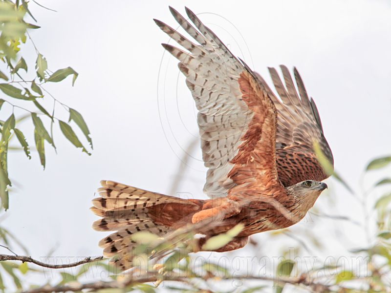 _MG_9903 Red Goshawk female.jpg