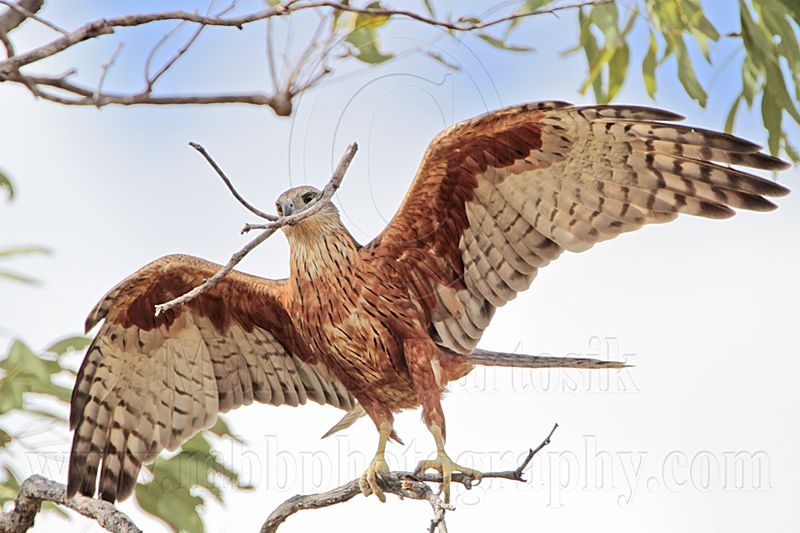 _MG_9935 Red Goshawk female.jpg