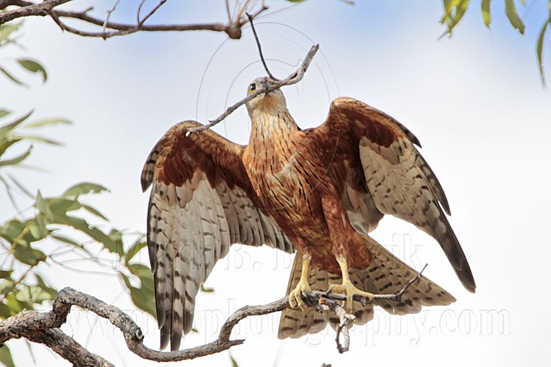 _MG_9938 Red Goshawk female.jpg
