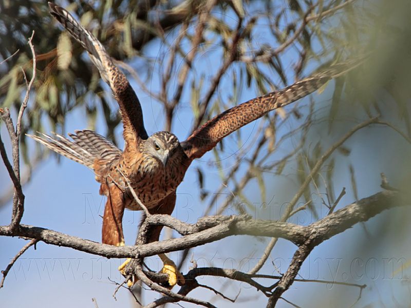 _MG_2471 Red Goshawk female.jpg