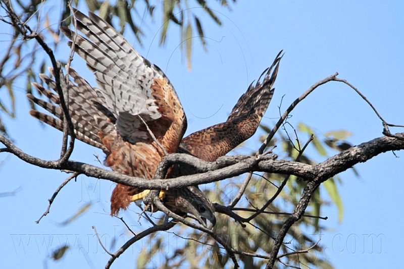 _MG_2577 Red Goshawk female.jpg
