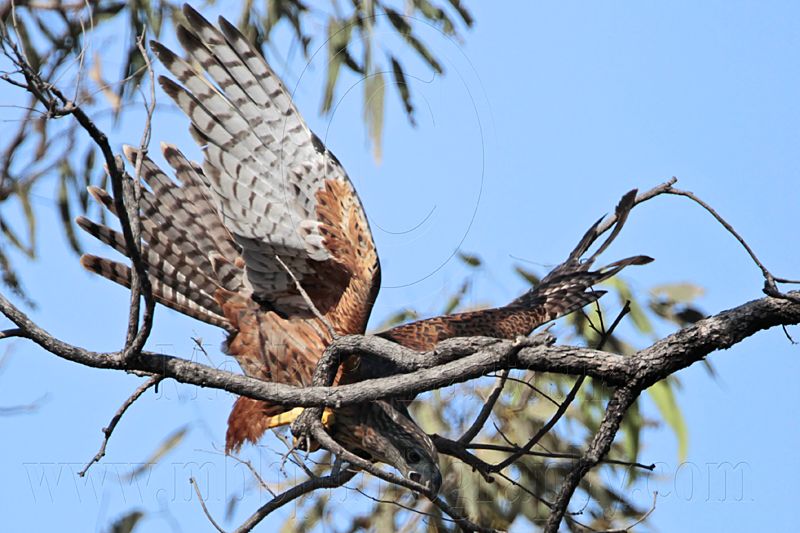 _MG_2578 Red Goshawk female.jpg