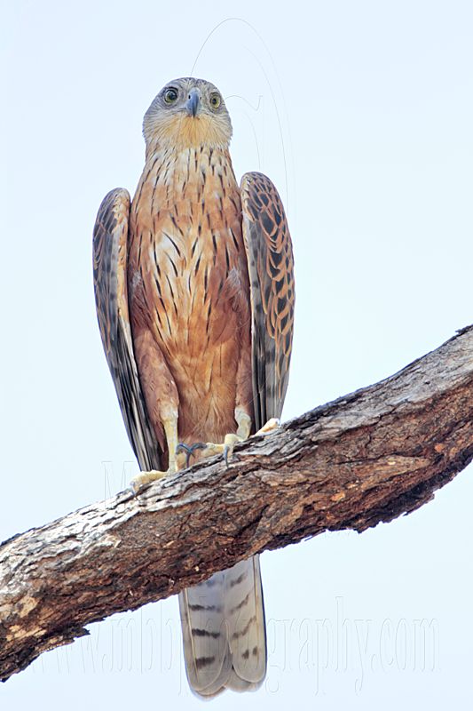 _MG_2287 Red Goshawk male.jpg