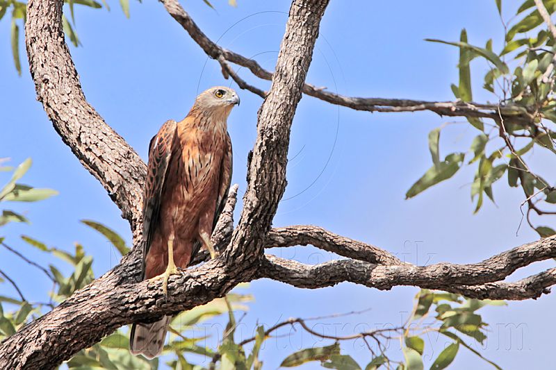 _MG_3594 Red Goshawk male.jpg