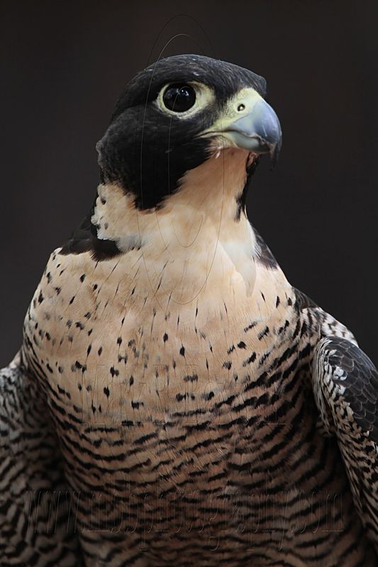 _MG_0490 Peregrine Falcon.jpg
