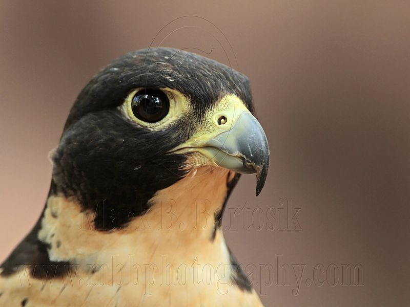 _MG_0513 Peregrine Falcon.jpg