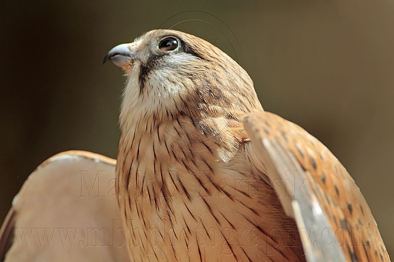 _MG_0392 Nankeen Kestrel.jpg