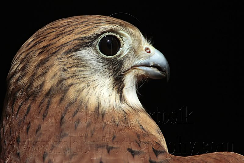 _MG_0565 Nankeen Kestrel.jpg