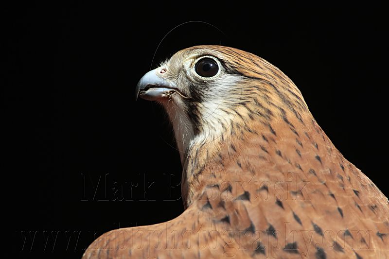 _MG_0584 Nankeen Kestrel.jpg
