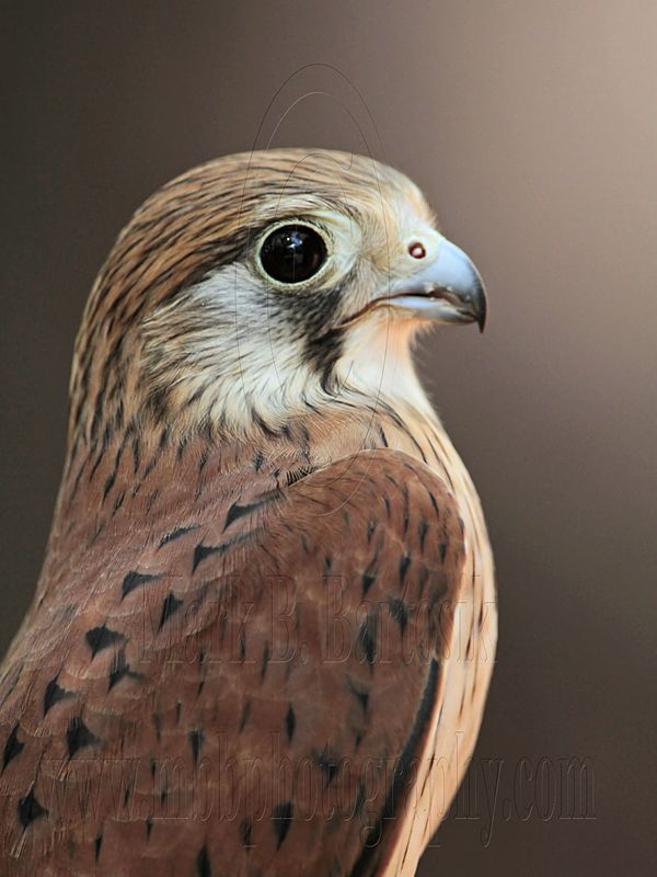 _MG_0609 Nankeen Kestrel.jpg