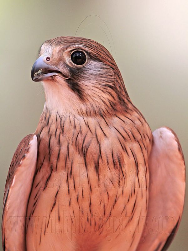 _MG_0620 Nankeen Kestrel.jpg