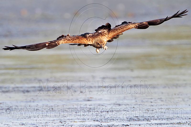 _MG_5378 Whistling Kite.jpg