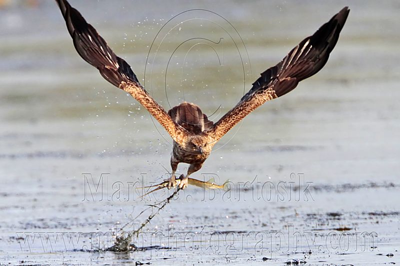 _MG_5380 Whistling Kite.jpg