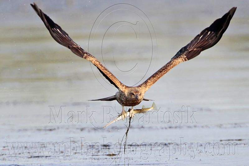 _MG_5383 Whistling Kite.jpg