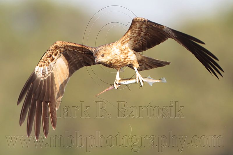 _MG_5393 Whistling Kite.jpg