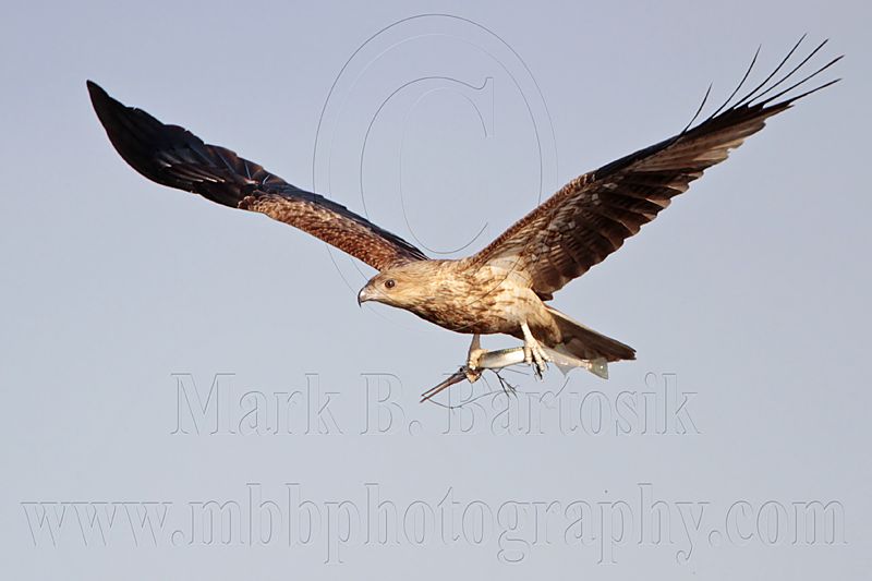 _MG_5401 Whistling Kite.jpg