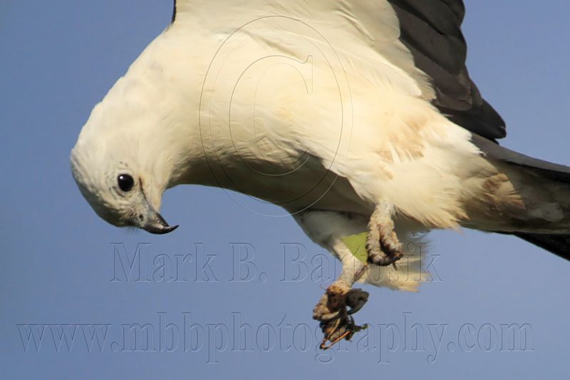 _MG_6761crop Swallow-tailed Kite.jpg