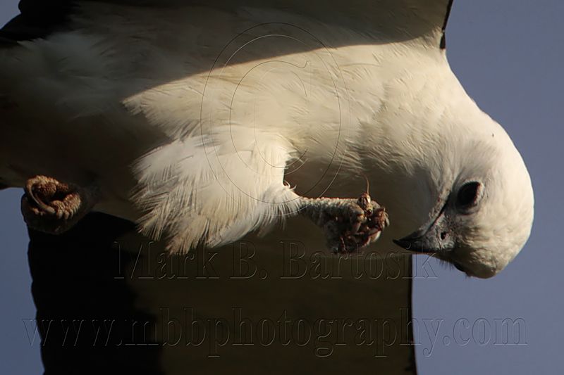 _MG_6801 Swallow-tailed Kite.jpg