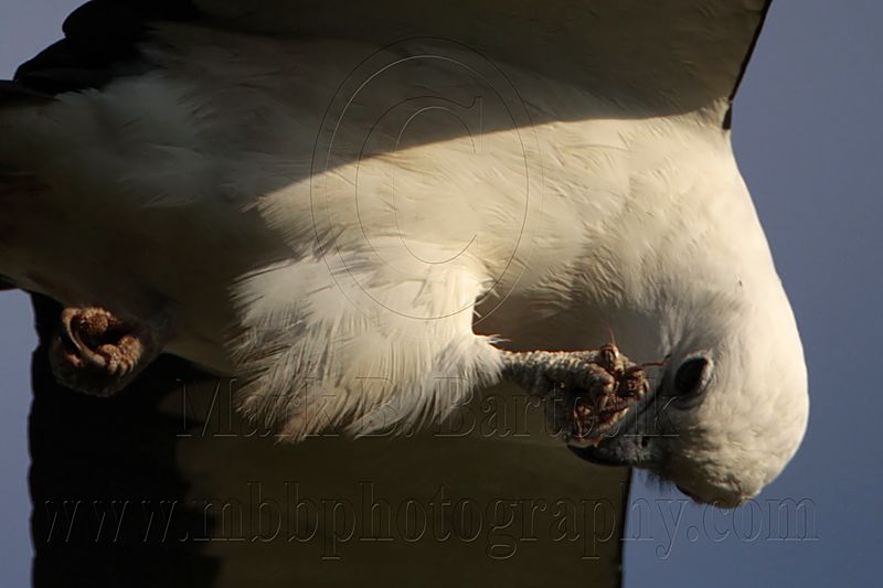 _MG_6802 Swallow-tailed Kite.jpg