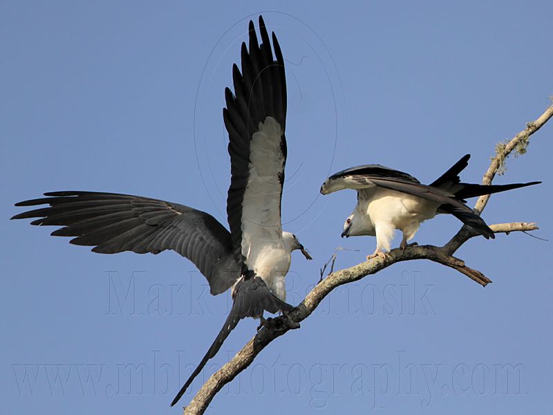 _MG_6843 Swallow-tailed Kite.jpg