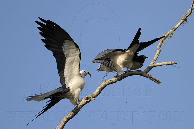 _MG_7012 Swallow-tailed Kite.jpg