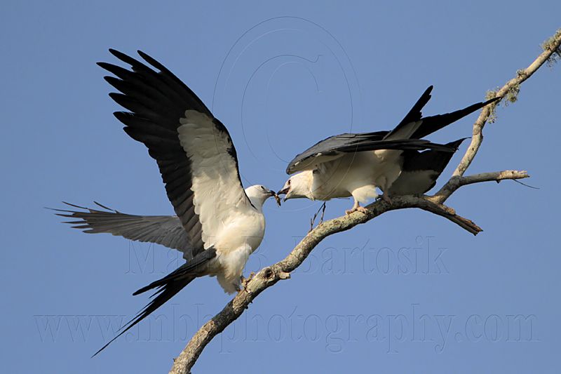 _MG_7014 Swallow-tailed Kite.jpg