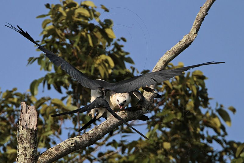 _MG_7160 Swallow-tailed Kite.jpg