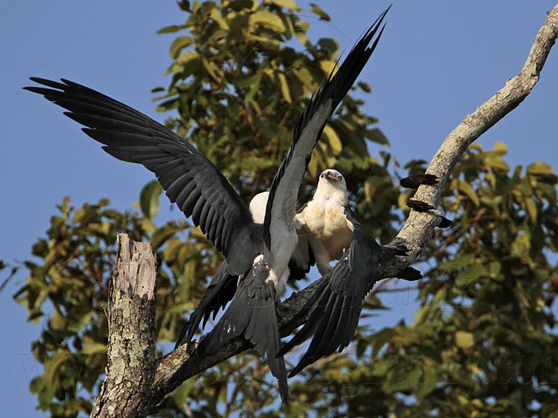 _MG_7168 Swallow-tailed Kite.jpg